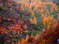 宁夏西吉：秋景斑斓美如画
