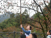浙江余姚：古村柿红人气旺
