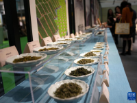 杭州：茶博会 品茶香
