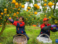 湖北秭归：“早红”脐橙采销忙
