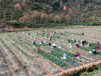 贵州赫章：香葱种植助力农户增收
