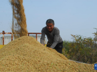 山东即墨：盐碱地水稻迎丰收
