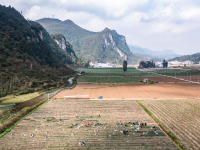 贵州赫章：香葱种植助力农户增收
