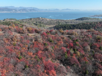 漫山秋叶 层林尽染
