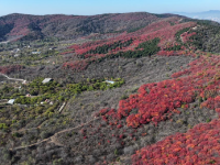 漫山秋叶 层林尽染
