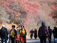 漫山秋叶 层林尽染
