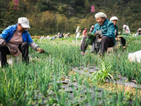 贵州赫章：香葱种植助力农户增收
