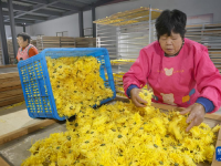 江苏如东：金丝皇菊采收加工忙
