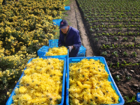 江苏如东：金丝皇菊采收加工忙
