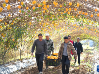 山东新泰：瓜蒌成熟收获忙
