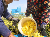 江苏如东：金丝皇菊采收加工忙
