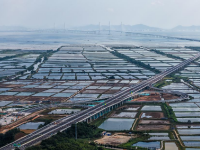 广东：黄茅海跨海通道台山段静待通车
