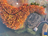 湖南长沙：冬日水杉引客来
