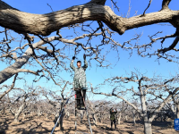 河北晋州：冬季梨园剪枝忙
