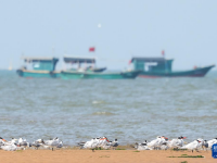 候鸟翩跹 湿地如画
