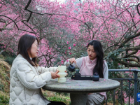 五彩梅园开启春季乡村旅游季
