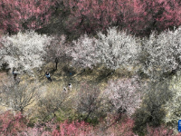 花开春意浓
