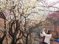 花开春意浓
