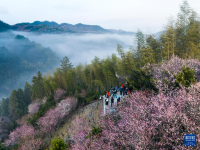 安徽黄山：卖花渔村梅花开
