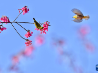 福建：相约春天赏樱花
