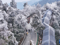白雪却嫌春色晚
