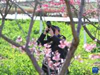 福建：相约春天赏樱花
