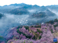 安徽黄山：卖花渔村梅花开
