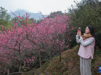 五彩梅园开启春季乡村旅游季

