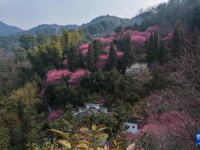 五彩梅园开启春季乡村旅游季
