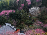 五彩梅园开启春季乡村旅游季
