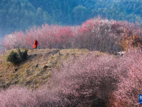 安徽黄山：卖花渔村梅花开
