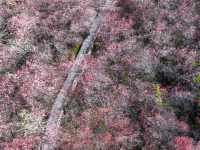 安徽黄山：卖花渔村梅花开
