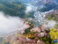 安徽黄山：卖花渔村梅花开
