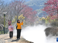 福建：相约春天赏樱花

