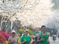 杭州：樱花跑道引客来
