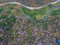 山乡万亩山花迎春来 特色美景助力乡村共富
