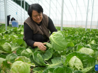 山东新泰：春季大棚卷心菜收获忙
