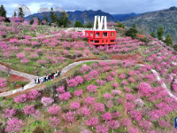 踏青赏花享春光
