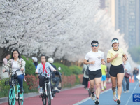 杭州：樱花跑道引客来
