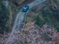 山乡万亩山花迎春来 特色美景助力乡村共富
