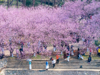 踏青赏花享春光
