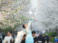 杭州：樱花跑道引客来
