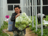 山东新泰：春季大棚卷心菜收获忙
