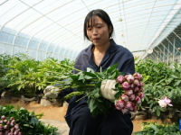 山东菏泽：芍药鲜切花收获忙
