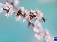 春暖赏花正当时
