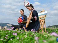 紫云花海映新人
