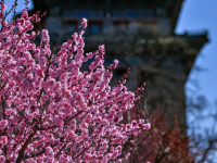北京：花映古城
