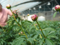 山东菏泽：芍药鲜切花收获忙
