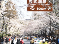春暖赏花正当时
