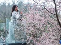 山乡万亩山花迎春来 特色美景助力乡村共富
